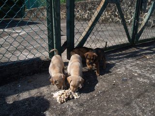 Little Puppers - Mixed Breed Dog