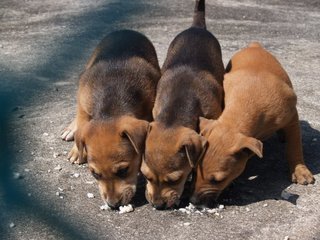 Little Puppers - Mixed Breed Dog