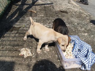 Little Puppers - Mixed Breed Dog