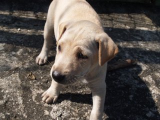 Little Puppers - Mixed Breed Dog