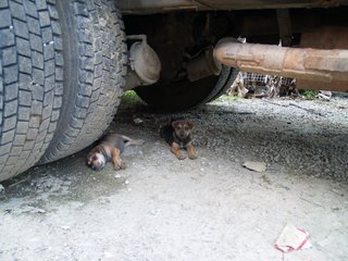 Little Puppers - Mixed Breed Dog