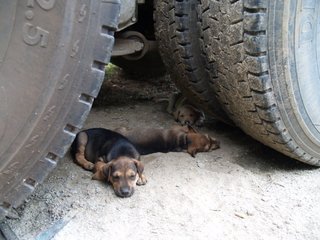 Little Puppers - Mixed Breed Dog