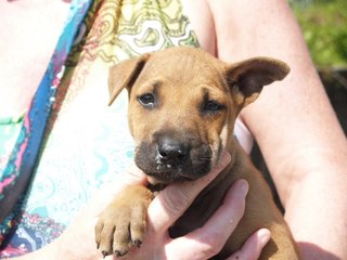 Little Puppers - Mixed Breed Dog