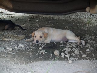 Little Puppers - Mixed Breed Dog