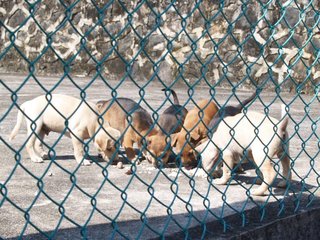 Little Puppers - Mixed Breed Dog