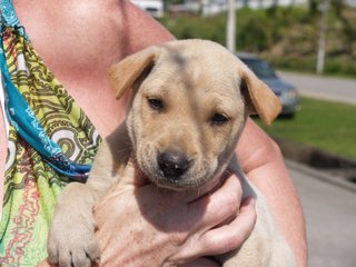 Little Puppers - Mixed Breed Dog