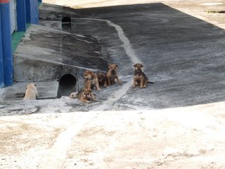 Little Puppers - Mixed Breed Dog