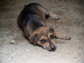 Little Puppers - Mixed Breed Dog