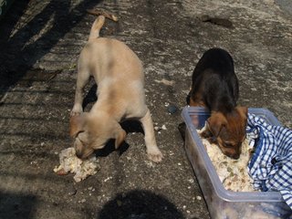 Little Puppers - Mixed Breed Dog