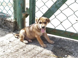 Little Puppers - Mixed Breed Dog