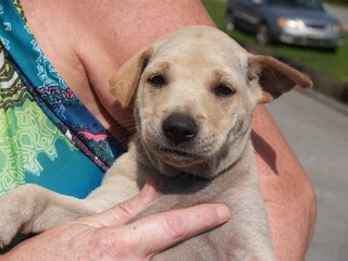 Little Puppers - Mixed Breed Dog