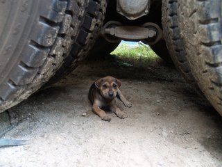 Little Puppers - Mixed Breed Dog