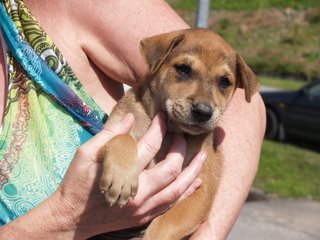 Little Puppers - Mixed Breed Dog