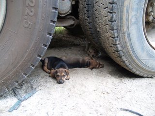 Little Puppers - Mixed Breed Dog