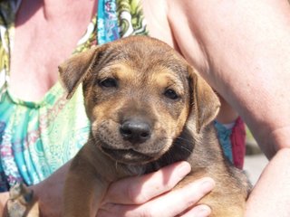 Little Puppers - Mixed Breed Dog