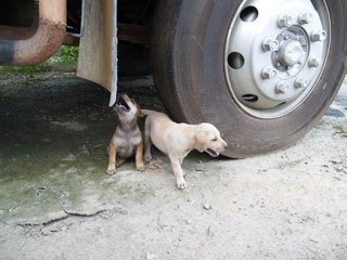 Little Puppers - Mixed Breed Dog