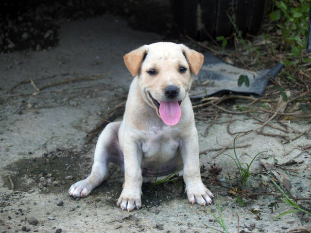 Little Puppers - Mixed Breed Dog