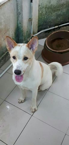 Polar - Mixed Breed Dog