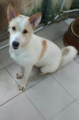 Polar - Mixed Breed Dog