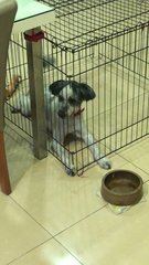 Nigo  - Bearded Collie Mix Dog