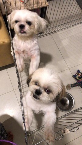 Karlito - Shih Tzu Mix Dog