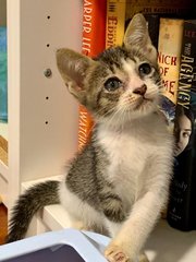 Adey - Domestic Short Hair Cat