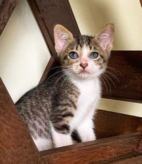 Adey - Domestic Short Hair Cat