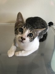 Adey - Domestic Short Hair Cat