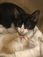 He loves his little brother and protects him when he sleeps. :)