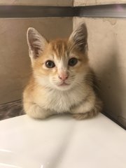 Tiniest baby ginger loaf!