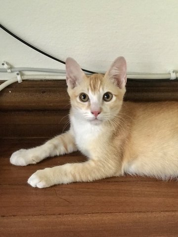 Jalapeno (Peno) - Domestic Medium Hair Cat