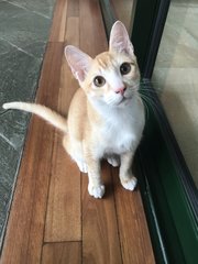 Jalapeno (Peno) - Domestic Medium Hair Cat