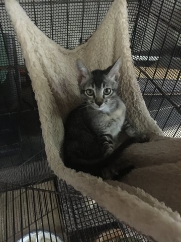 Grey Kittens - Domestic Short Hair Cat