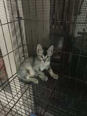 Grey Kittens - Domestic Short Hair Cat