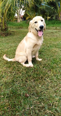 Teddy - Golden Retriever Dog