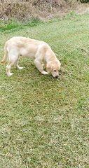 Teddy - Golden Retriever Dog