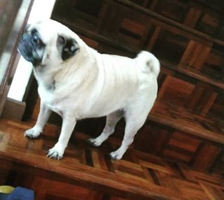 Ashley - Pug Dog