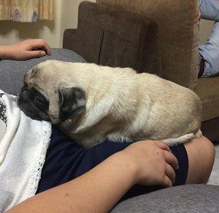 Ashley - Pug Dog