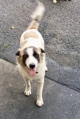 Panda - Collie Mix Dog