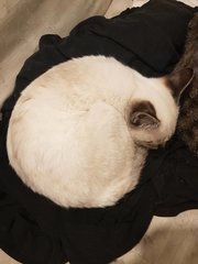 He somehow always finds my black colored tops to curl on top.