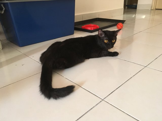 Lava - Domestic Medium Hair + Persian Cat