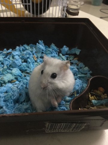 White - Short Dwarf Hamster Hamster