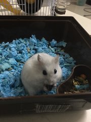 White - Short Dwarf Hamster Hamster