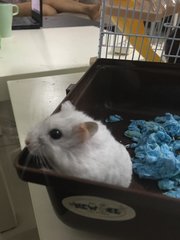 White - Short Dwarf Hamster Hamster