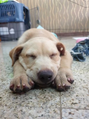 Smol Potato - Labrador Retriever + Golden Retriever Dog