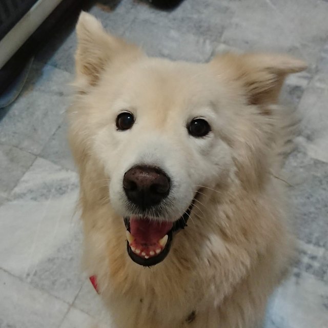 Einstein - Samoyed + Golden Retriever Dog