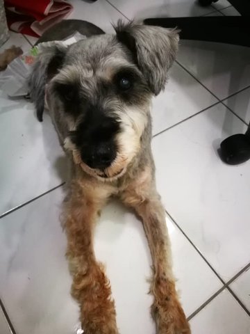 Benji - Schnauzer Dog