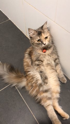 Cipin - Persian Cat