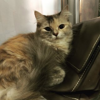 Cipin - Persian Cat