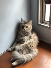 Cipin - Persian Cat